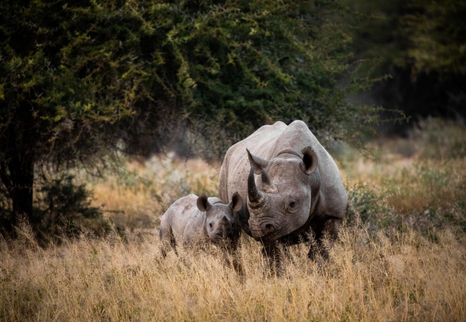 Parco Nazionale Kruger, SudafricaAfrica