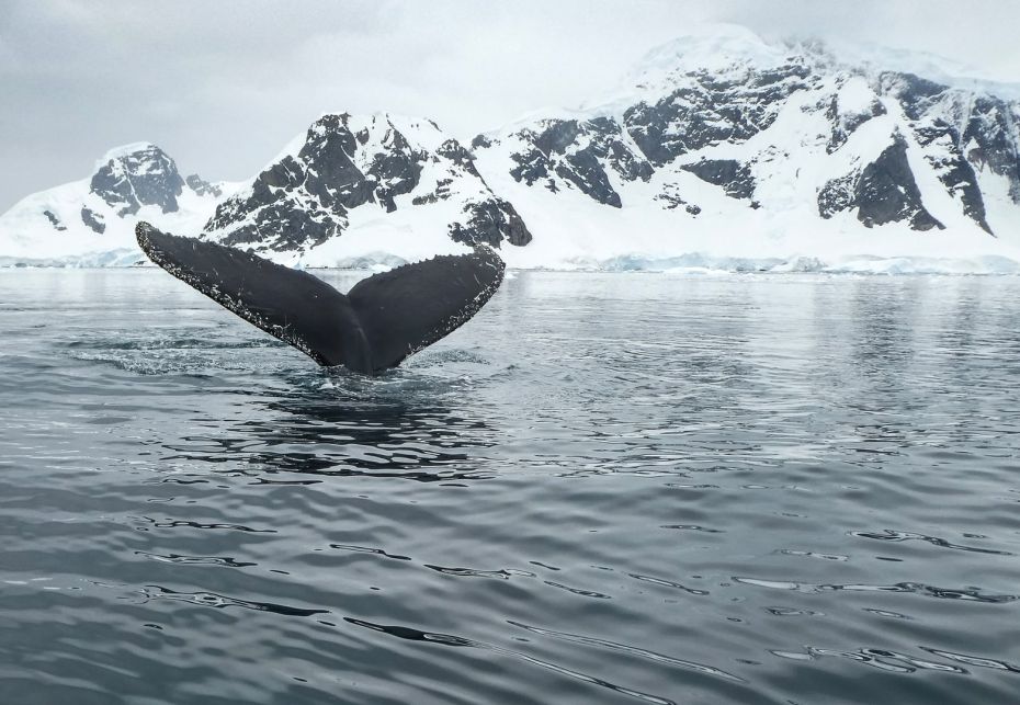 Islanda Whale watching