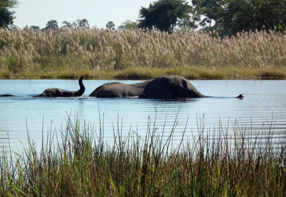 Delta dell’Okavango