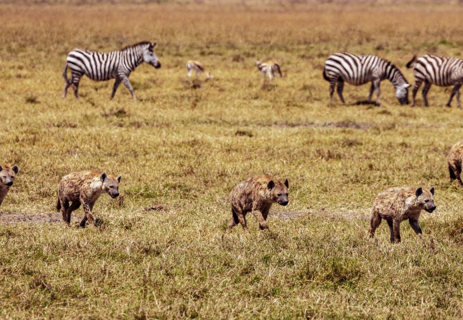 Cratere di Ngorongoro