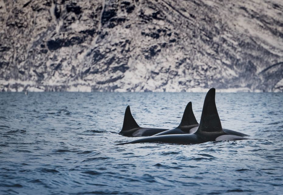 Orche Norvegia