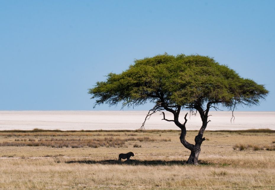 Parco Nazionale Etosha, Namibia