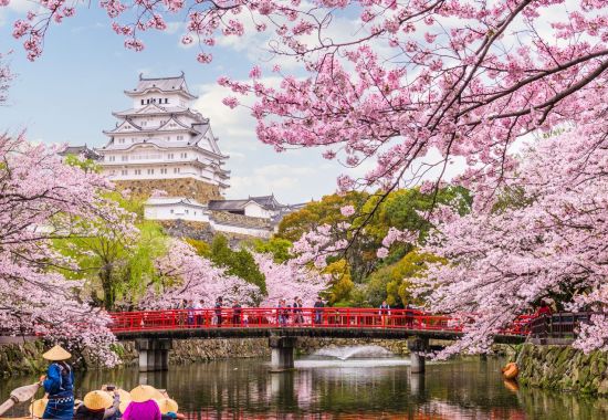 Dove vedere la fioritura dei ciliegi in Giappone