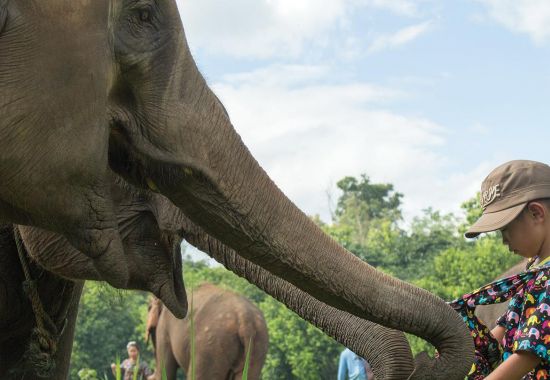 Thailandia e turismo sostenibile:  i Santuari degli elefanti