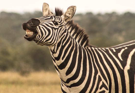 Safari in Kenya