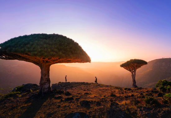 7 meraviglie di Socotra: l’isola aliena