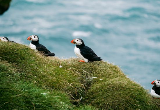 Quali animali si possono vedere in Islanda lungo la Ring Road?