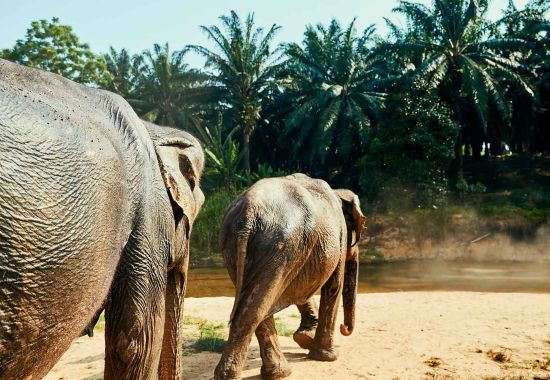 Vedere gli elefanti a Mondulkiri in Cambogia