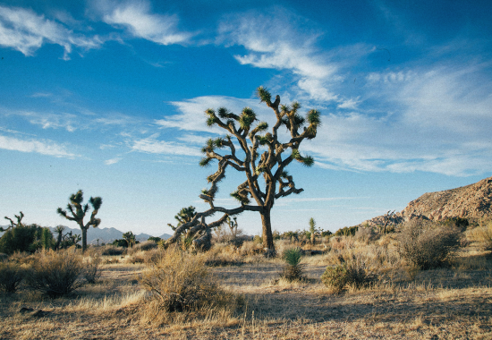 Le migliori attrazioni da vedere in California