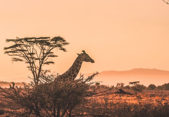 Safari in Africa