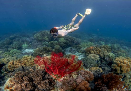 Verso Koh Tao: il paradiso dello snorkeling e il segreto delle tartarughe marine