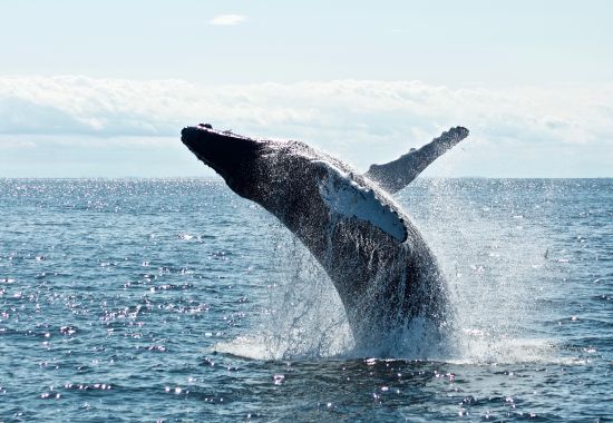 Viaggi per vedere le balene