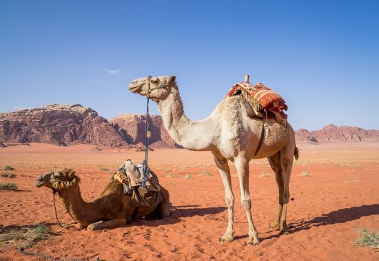 Cosa fare nel Wadi Rum