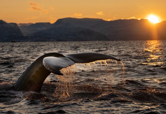 Balene Norvegia