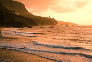 Canarie Wild Canarie Wild