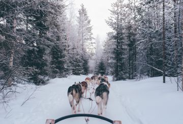 husky safari husky safari