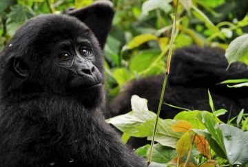 Viaggio di gruppo uganda gorilla safari