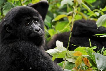 Viaggio di gruppo uganda gorilla safari Viaggio di gruppo uganda gorilla safari