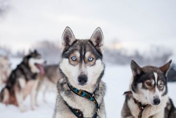 Finlandia - Husky safari Finlandia - Husky safari