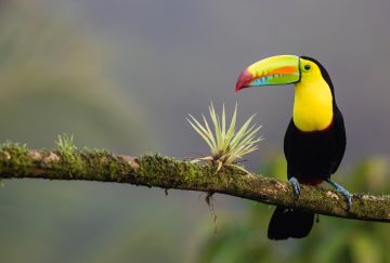 Viaggio di gruppo in Costa Rica