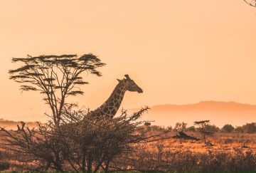 Tanzania e Zanzibar Treedom