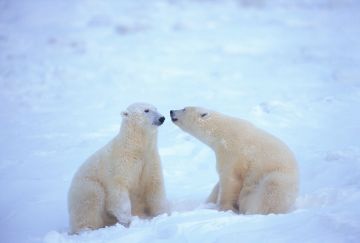 Viaggio di gruppo alle Svalbard