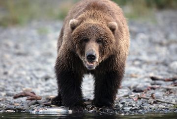 Alaska: l'ultima frontiera Alaska: l'ultima frontiera
