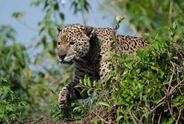 Viaggio di Gruppo in Brasile