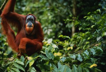 Indonesia Sumatra: alla ricerca di oranghi e civiltà perdute