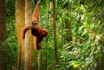 Indonesia: Sumatra alla ricerca di oranghi e civiltà perdute