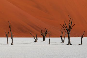 Namibia Safari
