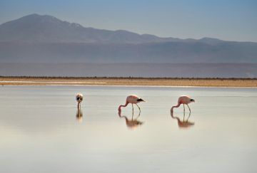 Cile & Bolivia