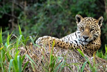 Brasile Seleção: Rio, Iguaçu e il Giaguaro del Pantanal