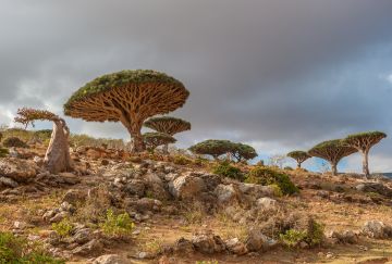 Viaggio di gruppo a Socotra