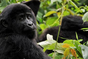 Viaggio di gruppo in Uganda