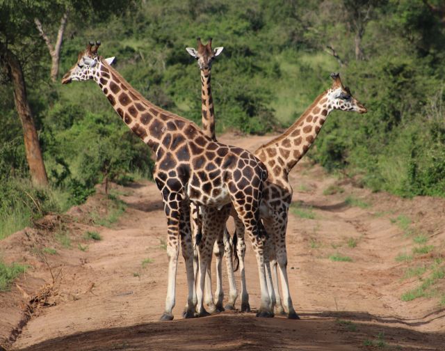 Viaggio di gruppo uganda gorilla safari