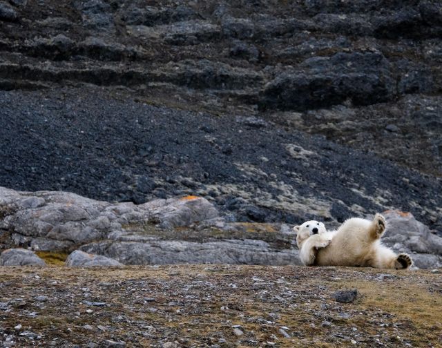 Svalbard in motoslitta