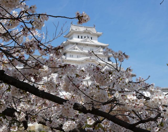 Giappone Hanami