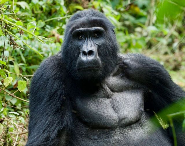 Viaggio di gruppo uganda gorilla safari capodanno