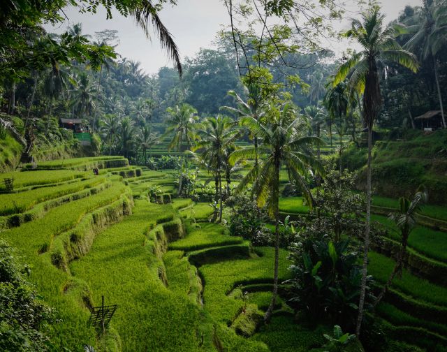 Viaggio di gruppo Bali e Indonesia