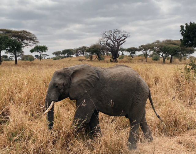 Viaggio di gruppo in Tanzania