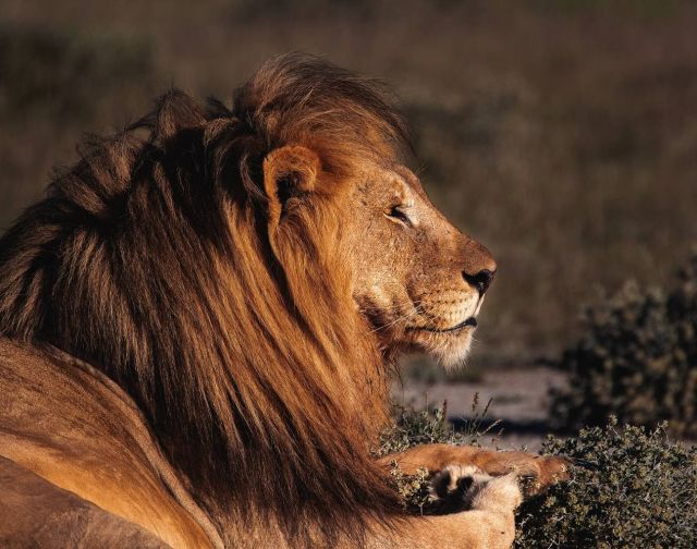 Namibia Safari