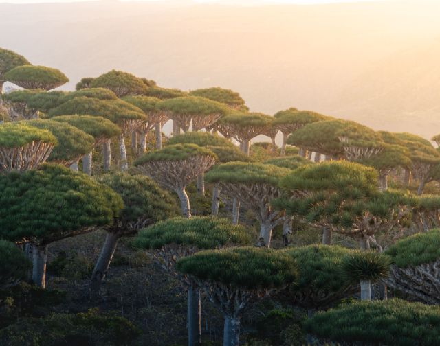 viaggio a socotra