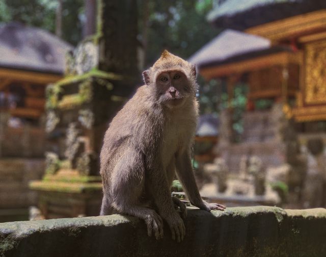 Viaggi di gruppo Indonesia: Bali Ubud Vulcano Bromo