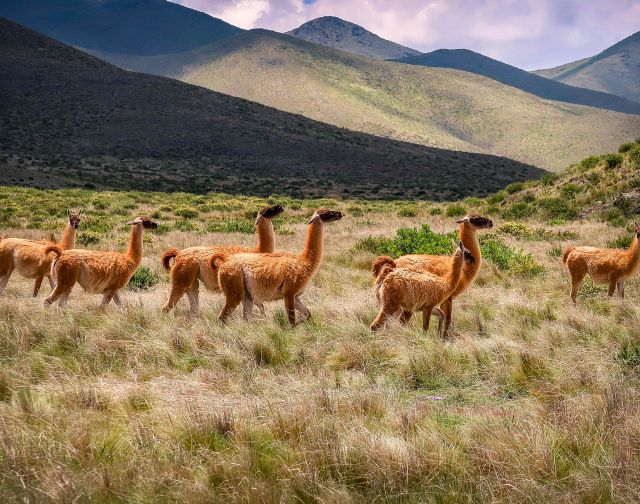 Viaggio di gruppo in Argentina