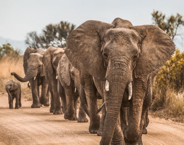viaggio di gruppo in Tanzania con Treedom