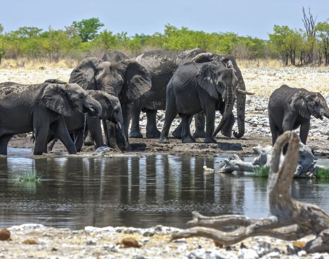 Namibia Safari