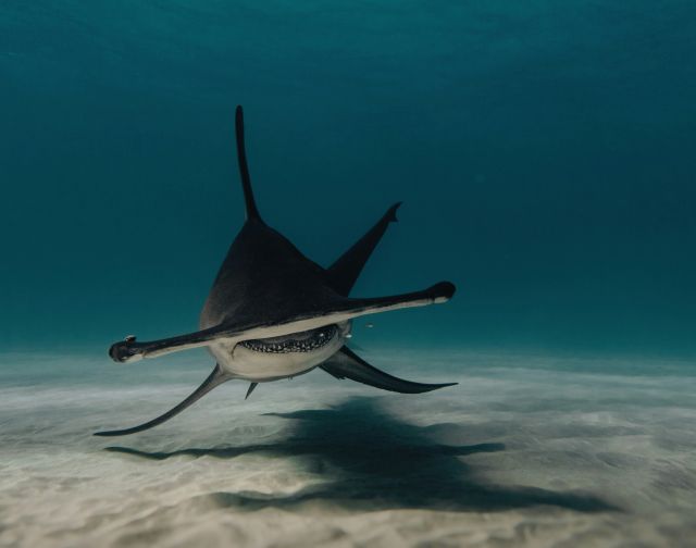 Giappone Diving