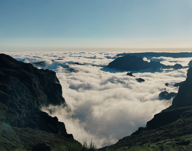 Madeira Wild