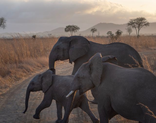 viaggio di gruppo tanzania safari migrazione